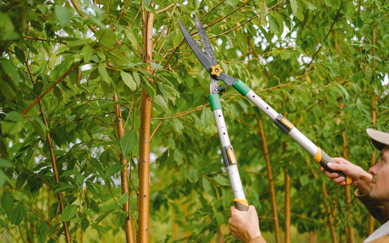 Tree trimming in Lewellen, NE